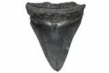 Juvenile Megalodon Tooth - South Carolina #360946-1